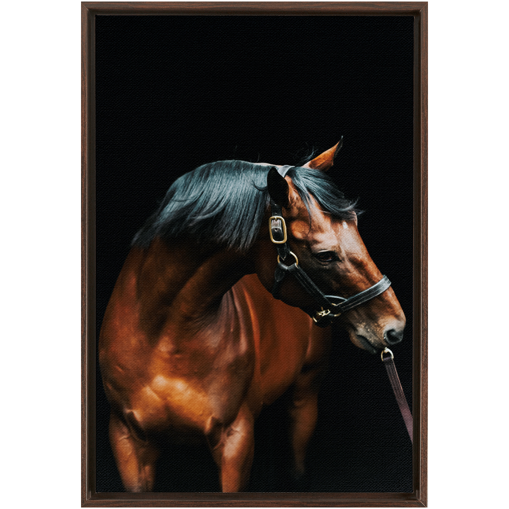 American Pharoah Series 3, Framed Canvas