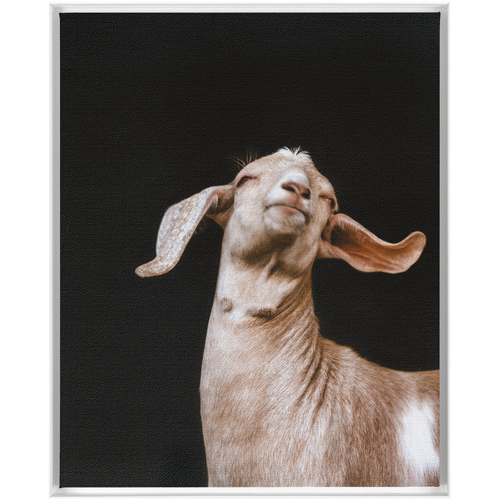 Happy Goat Series 1, Framed Canvas