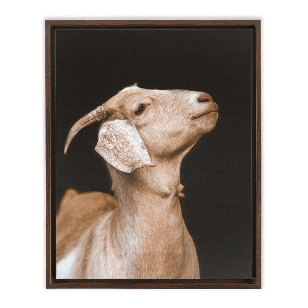 Happy Goat Series 2, Framed Canvas