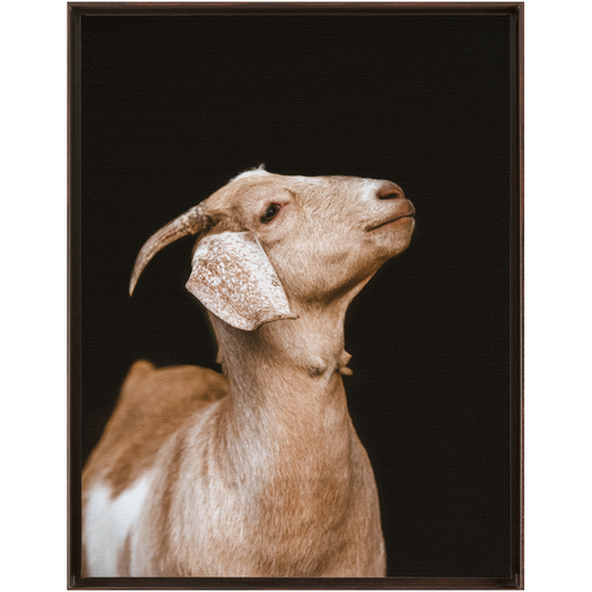 Happy Goat Series 2, Framed Canvas