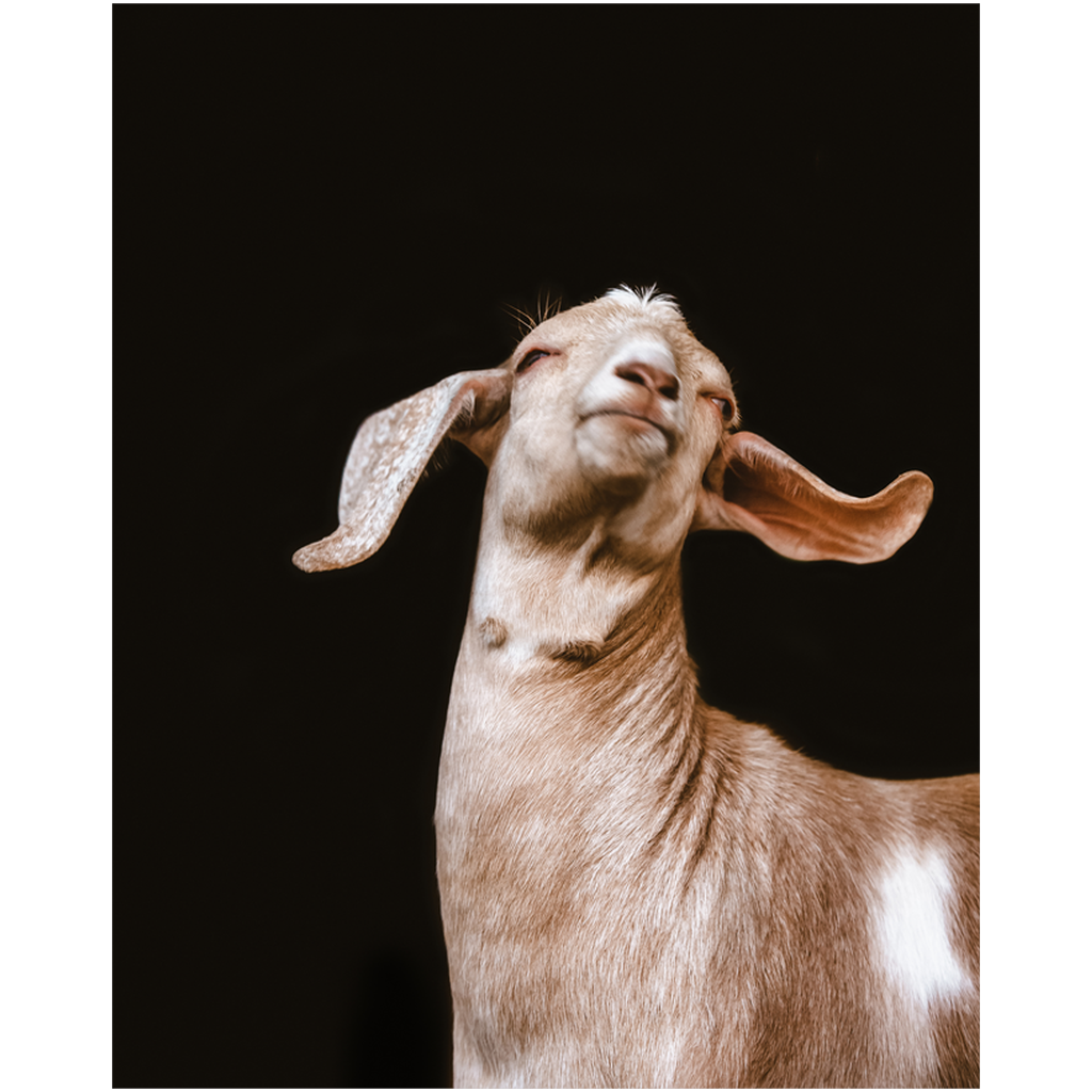 Happy Goat