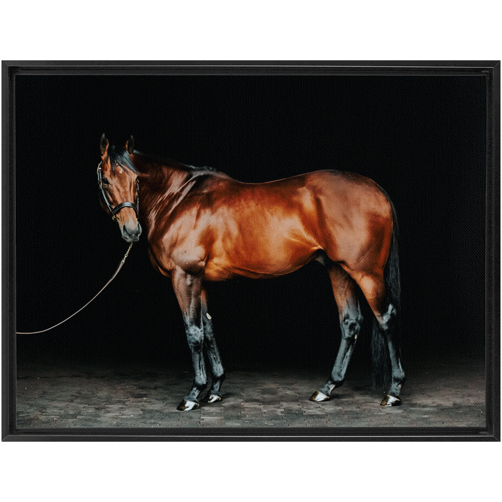 American Pharoah Series 1, Framed Canvas