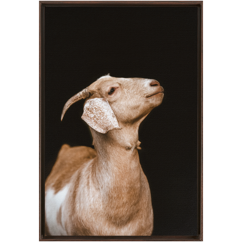 Happy Goat Series 2, Framed Canvas