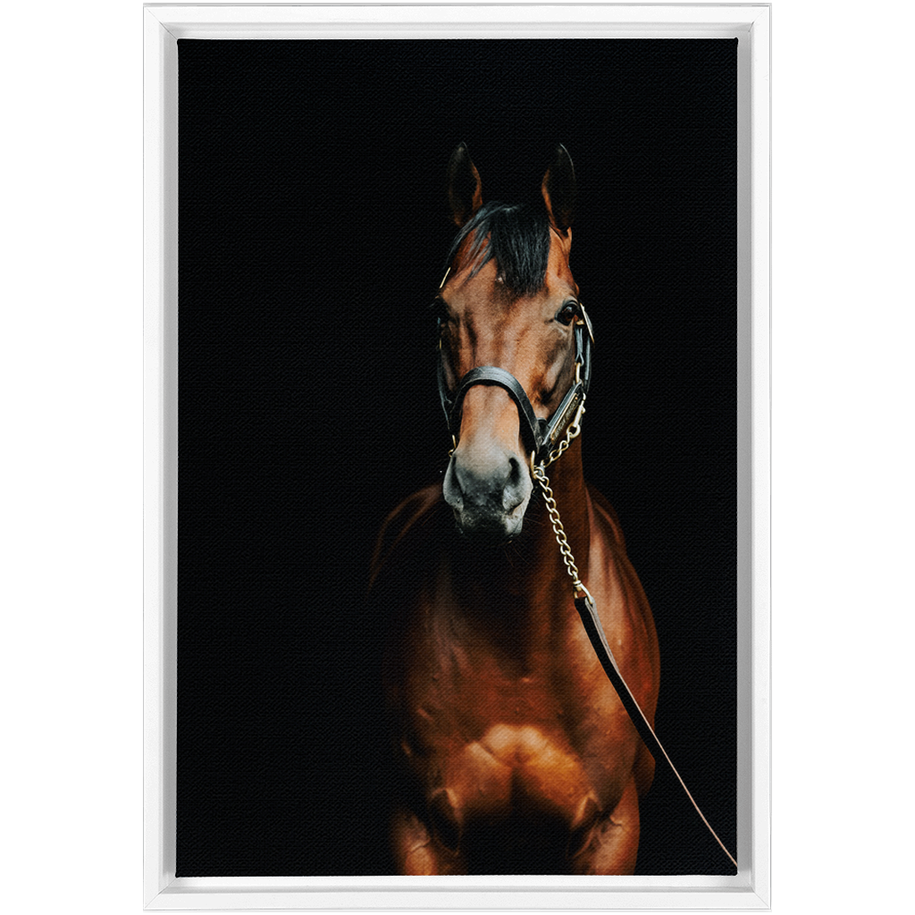 American Pharoah Series 4, Framed Canvas
