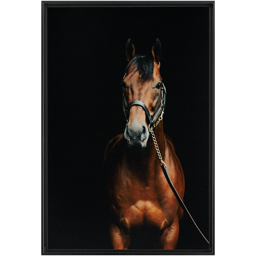 American Pharoah Series 4, Framed Canvas