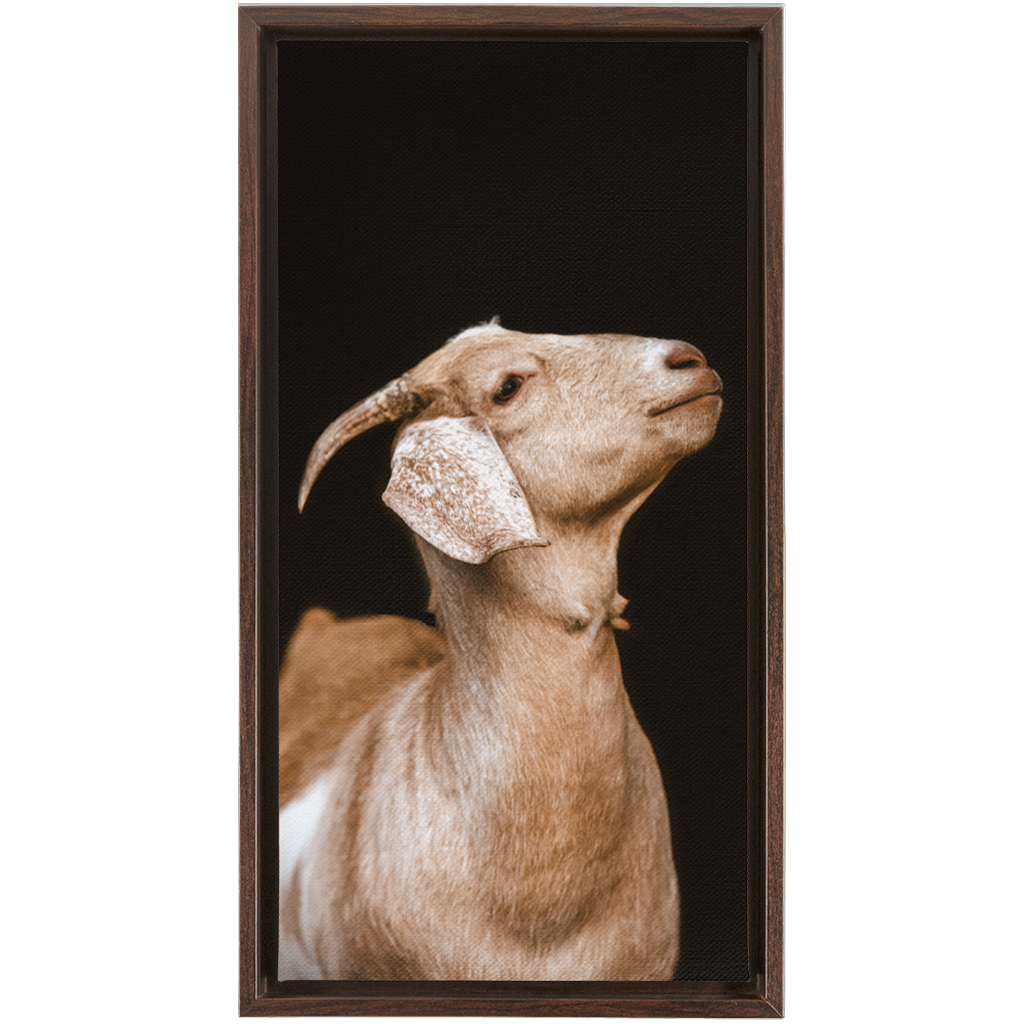 Happy Goat Series 2, Framed Canvas