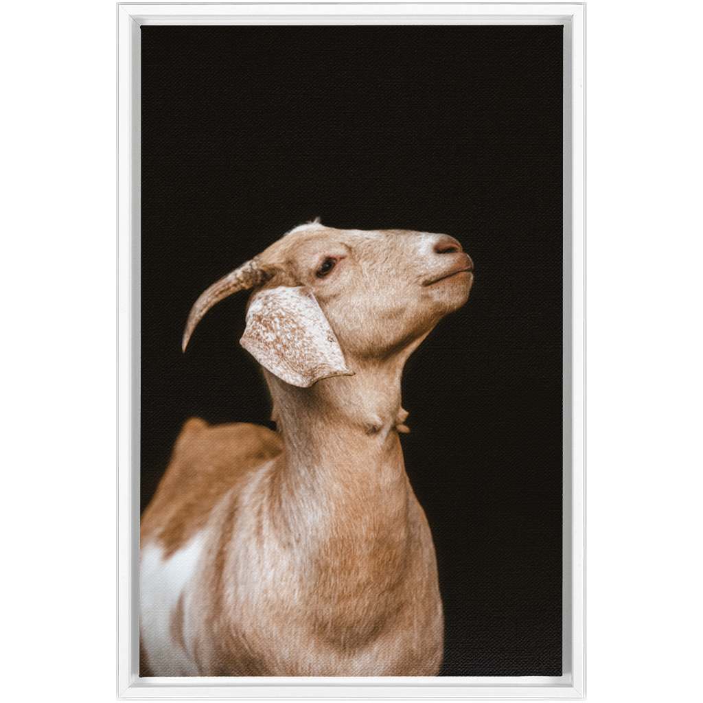 Happy Goat Series 2, Framed Canvas