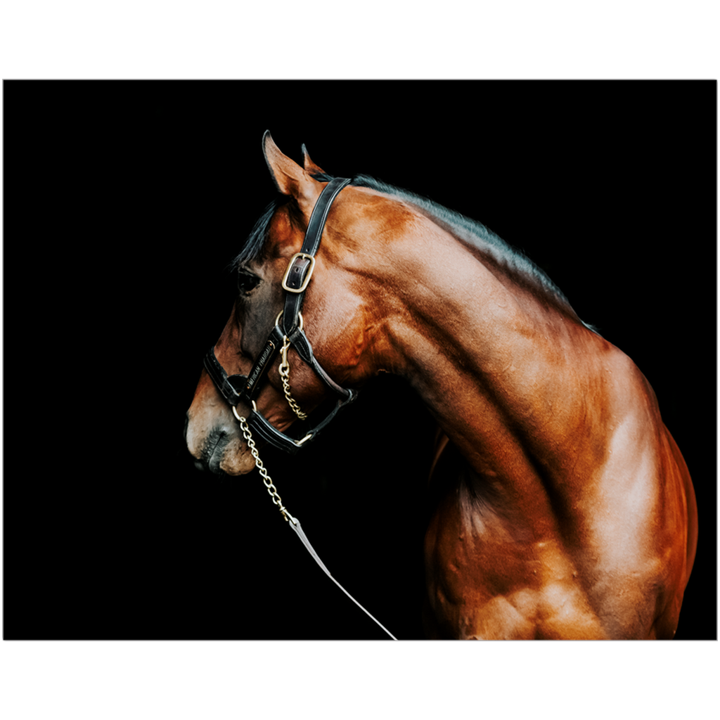 American Pharoah Series 5, Print