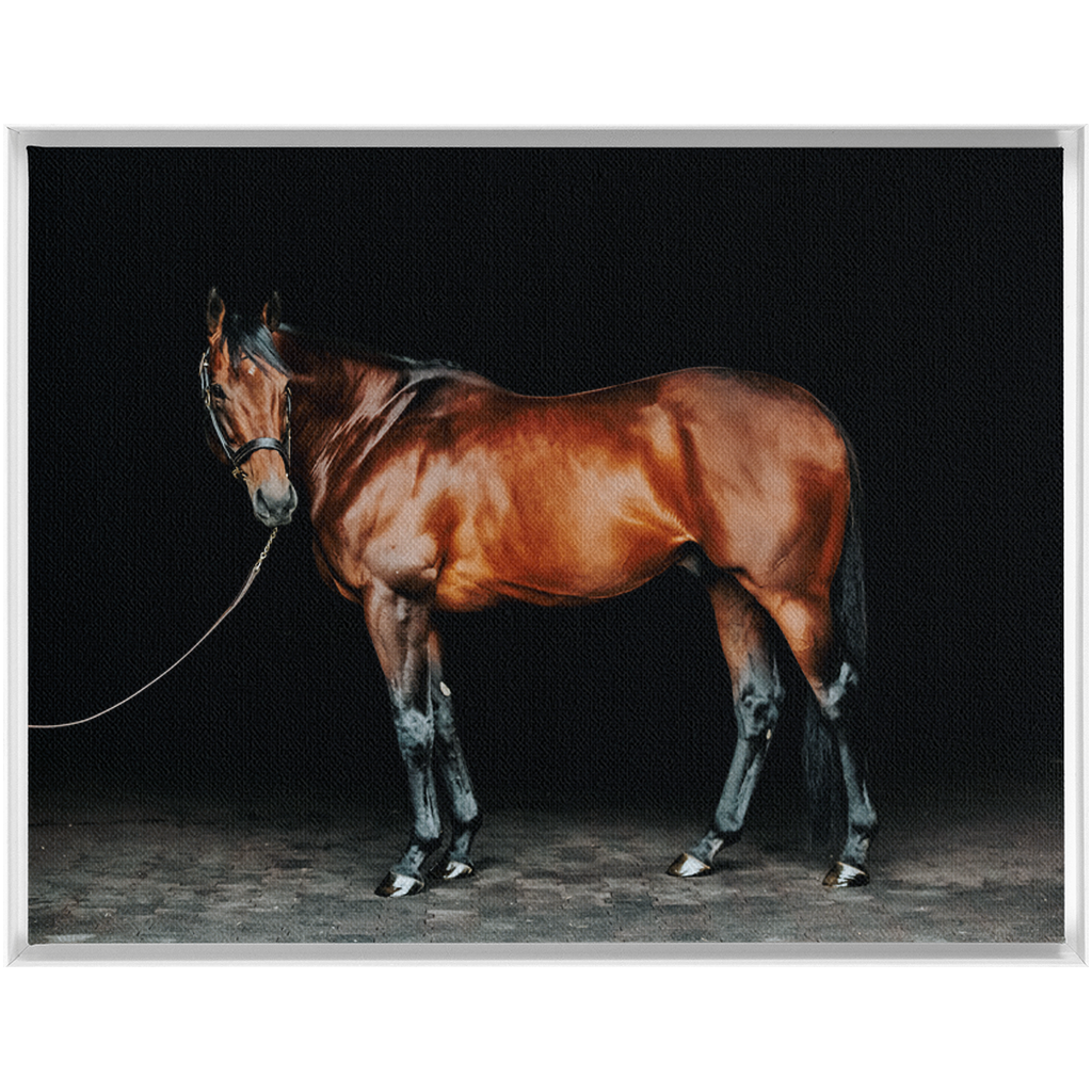 American Pharoah Series 1, Framed Canvas