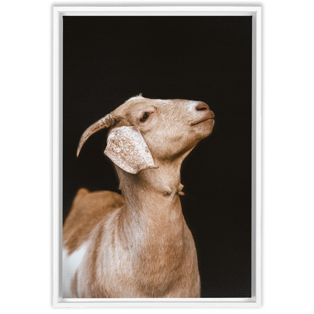 Happy Goat Series 2, Framed Canvas