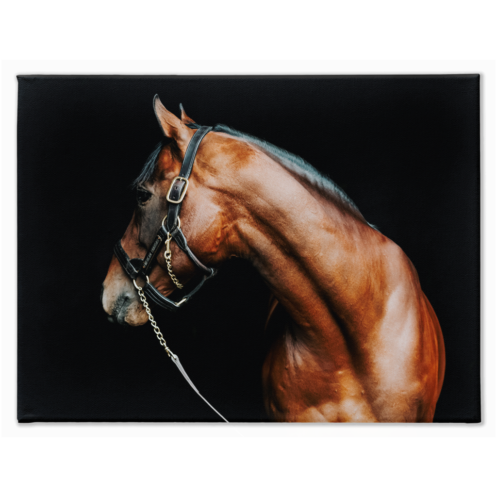 American Pharoah Series 5, Stretched Canvas