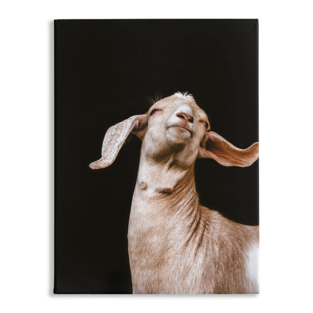 Happy Goat Series 1, Stretched Canvas