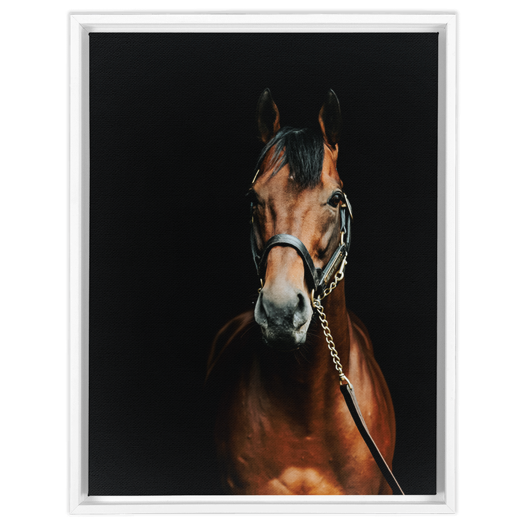 American Pharoah Series 4, Framed Canvas