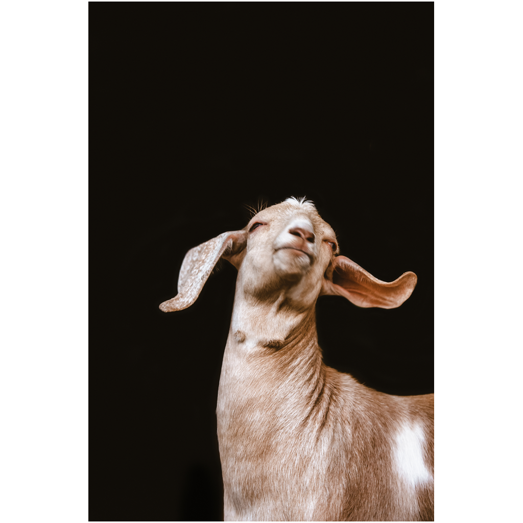 Happy Goat