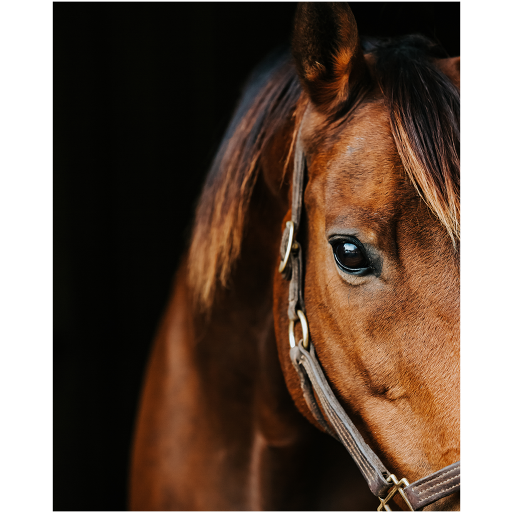 Majestic Series 3, Print