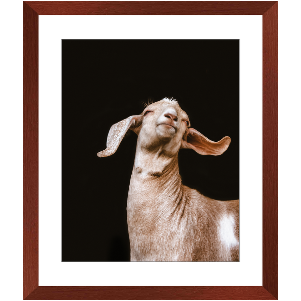 Happy Goat Series 1, Framed Print
