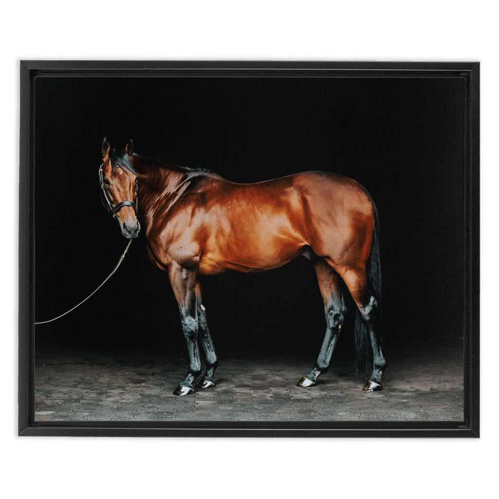 American Pharoah Series 1, Framed Canvas