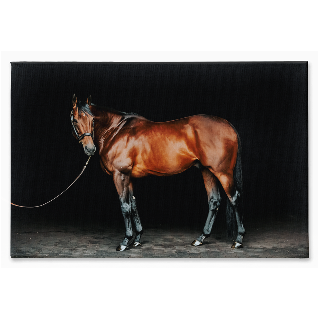 American Pharoah Series 1, Stretched Canvas
