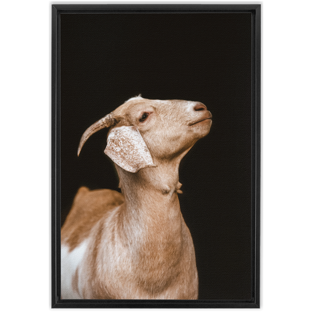 Happy Goat Series 2, Framed Canvas