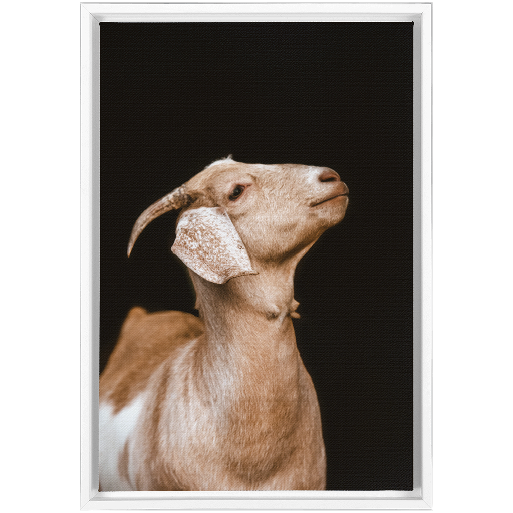 Happy Goat Series 2, Framed Canvas