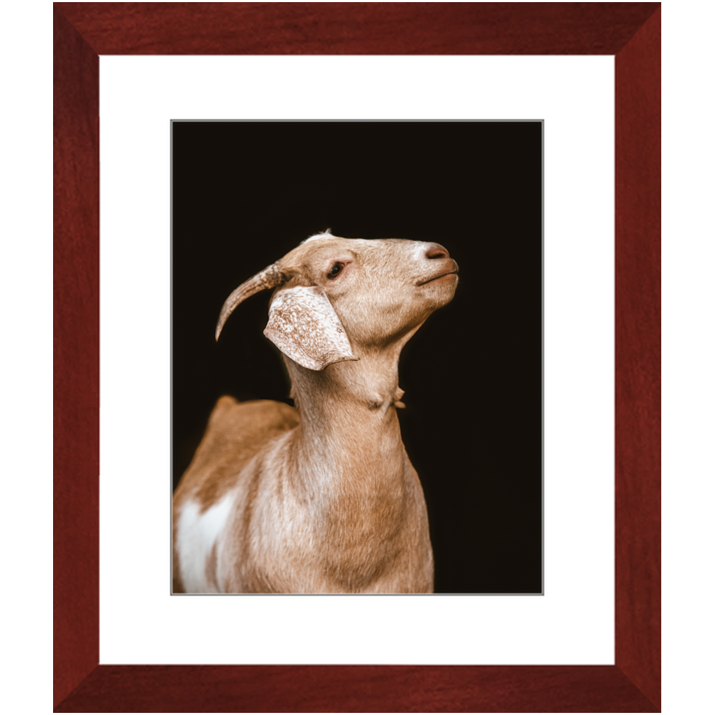 Happy Goat Series 2, Framed Print