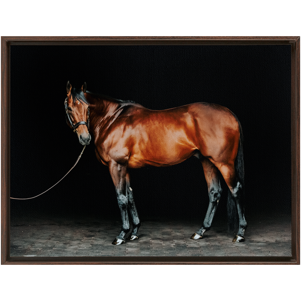 American Pharoah Series 1, Framed Canvas