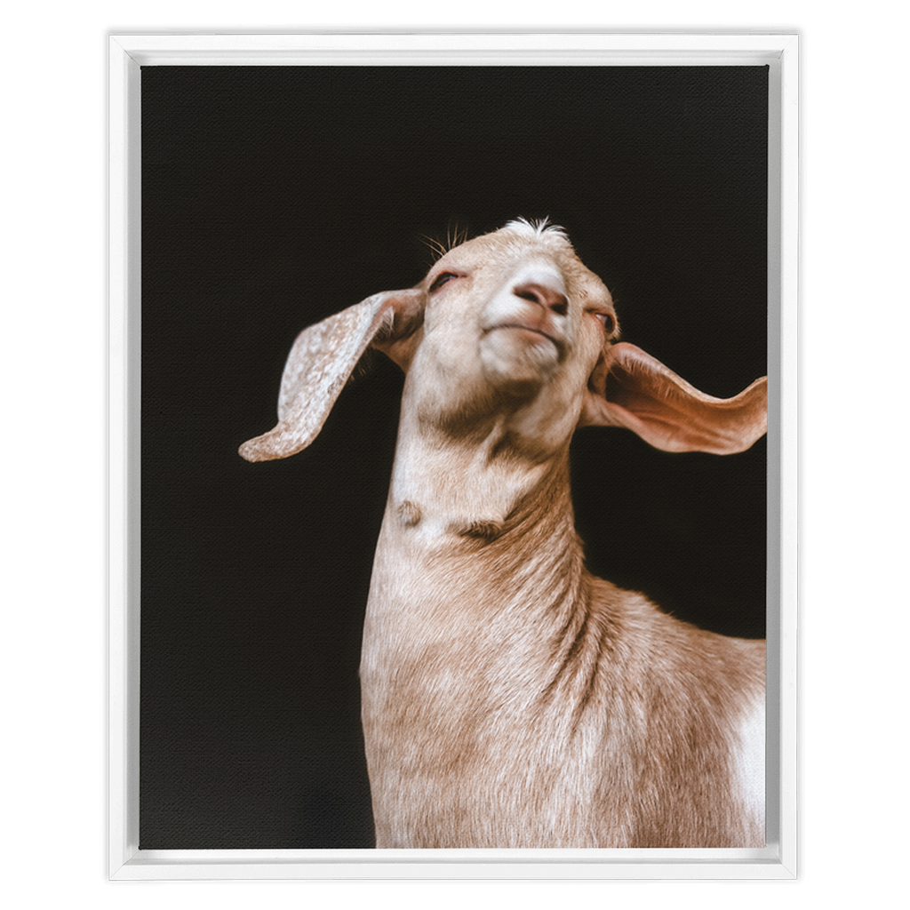 Happy Goat Series 1, Framed Canvas