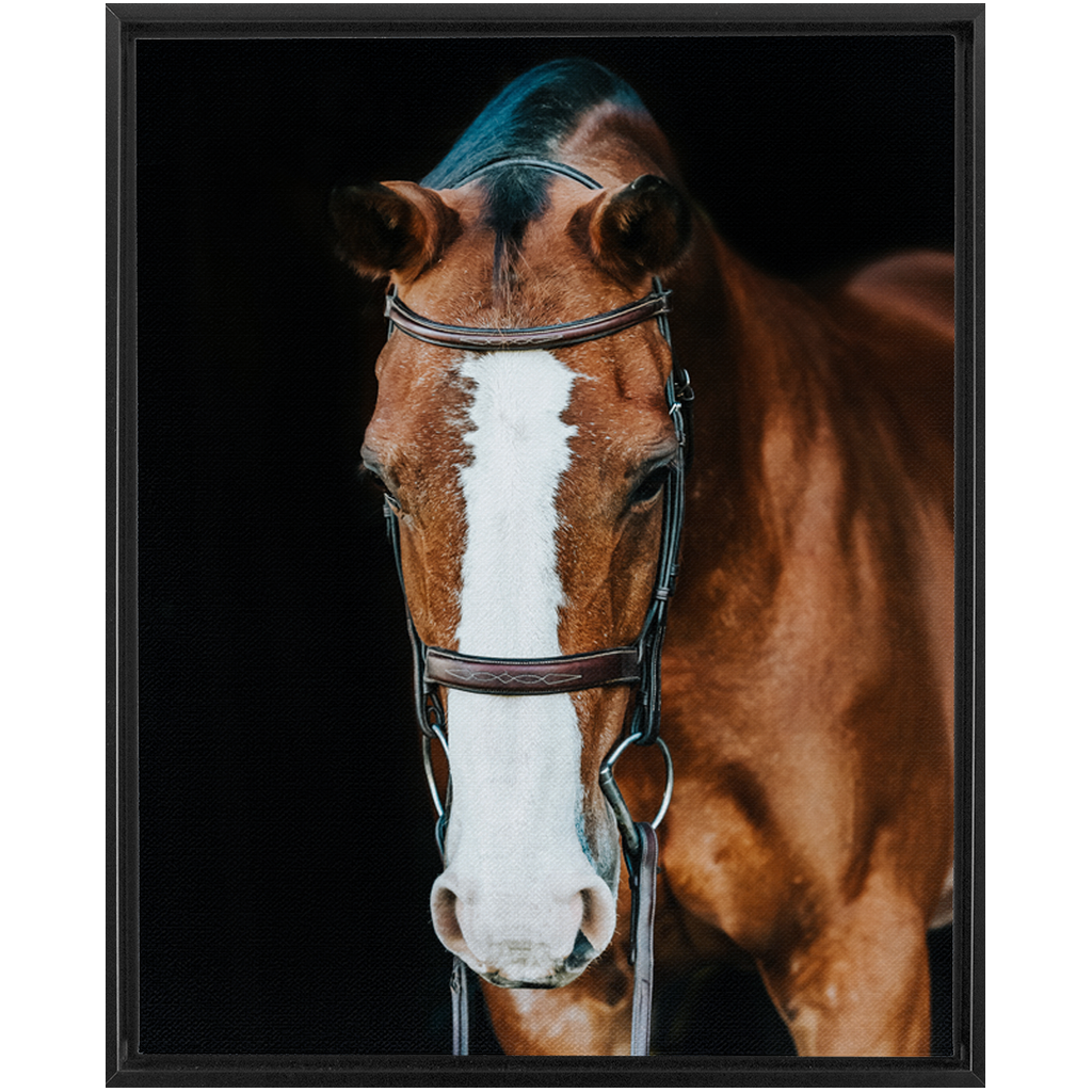 Huntsman Series 6, Framed Canvas