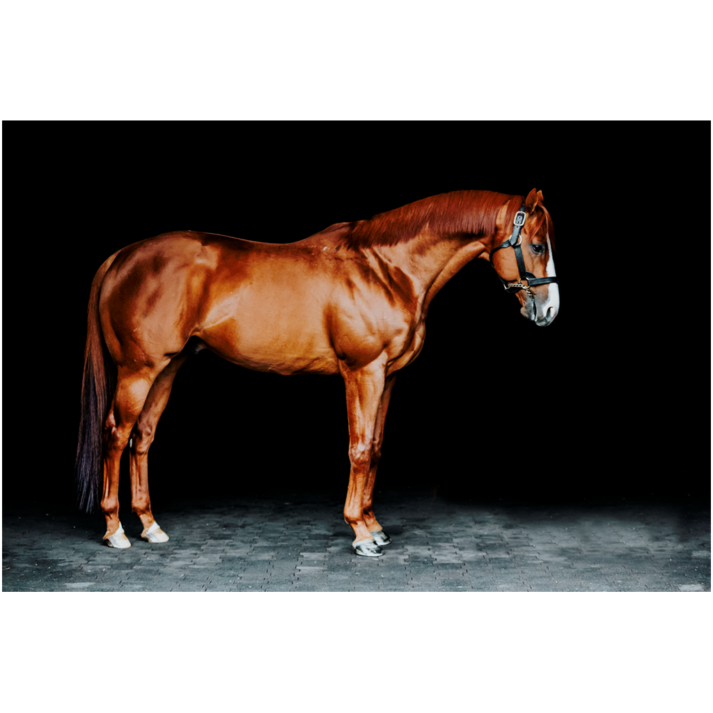 Justify Series 6, Print