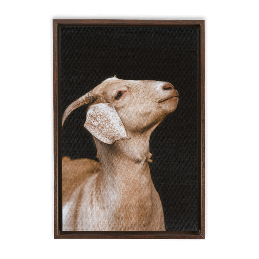Happy Goat Series 2, Framed Canvas
