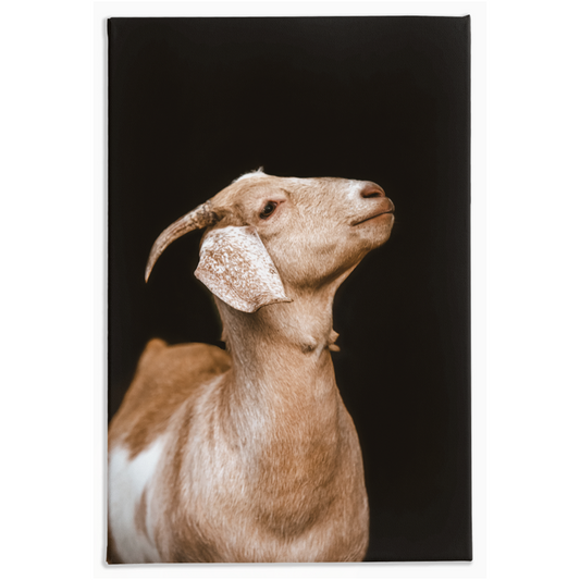 Happy Goat Series 2, Stretched Canvas