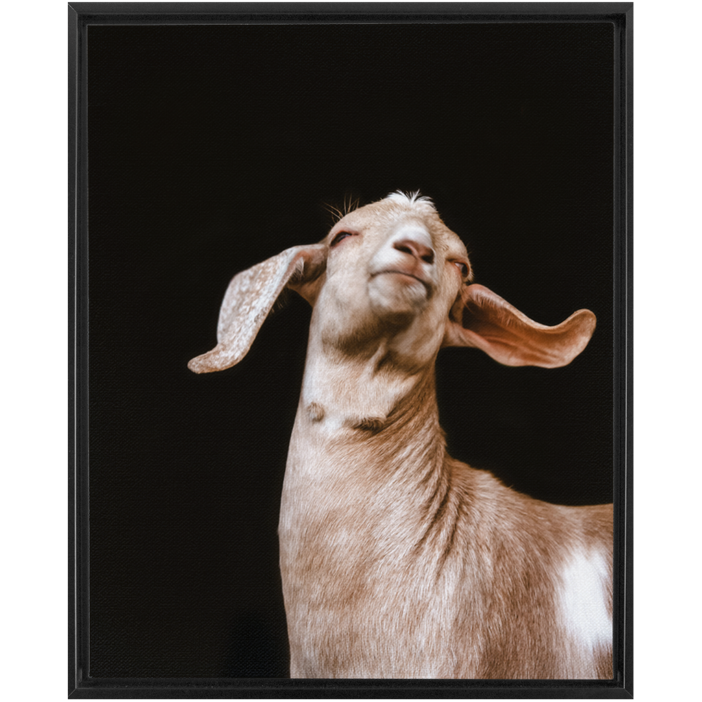Happy Goat Series 1, Framed Canvas