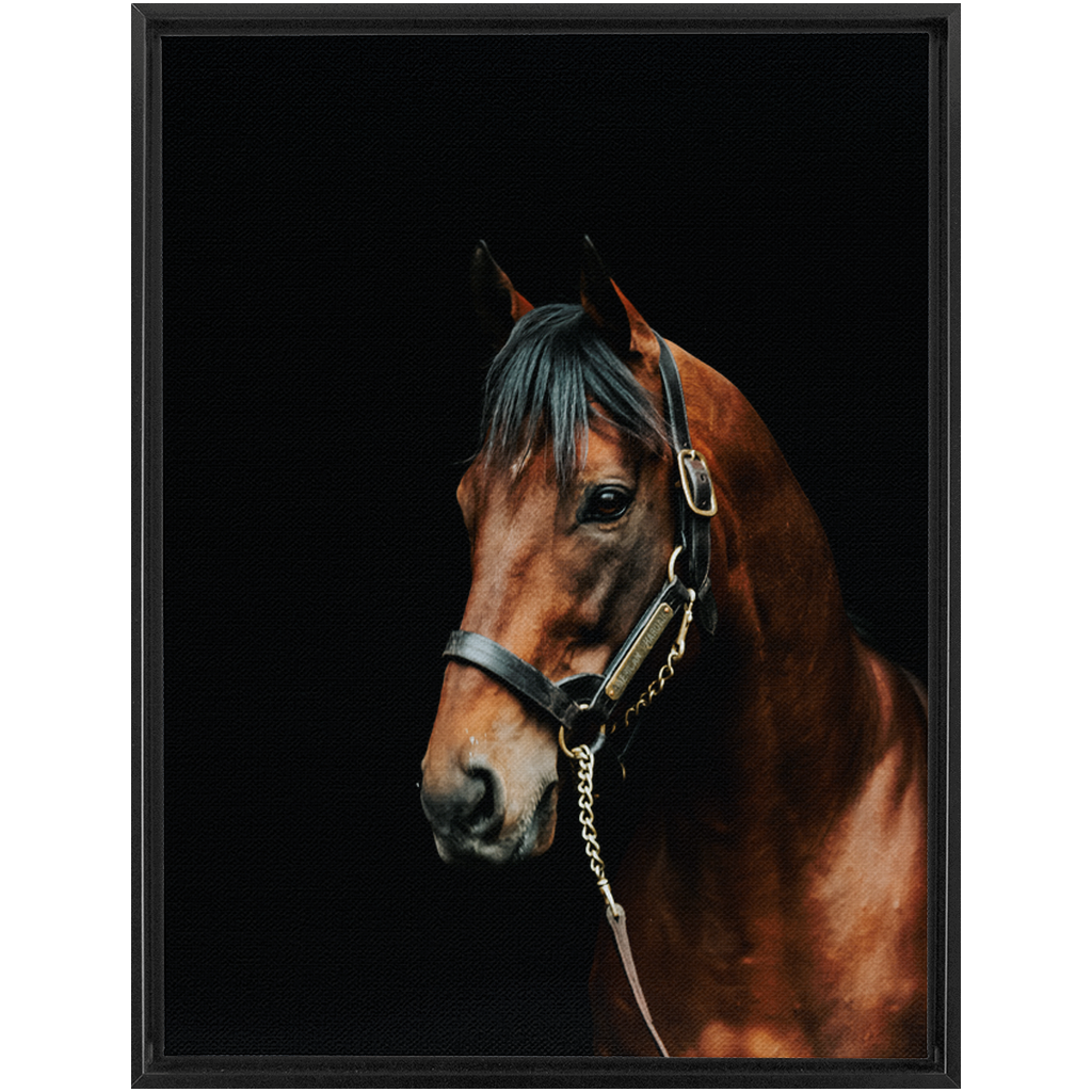 American Pharoah Series 2, Framed Canvas