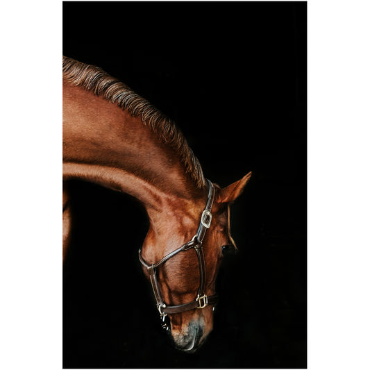 Django 6, Fine Art Print