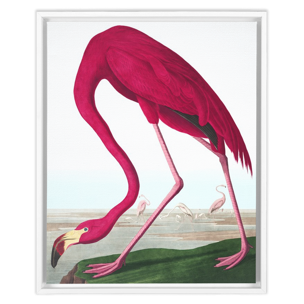Modern Audobon Flamingo, Framed Canvas