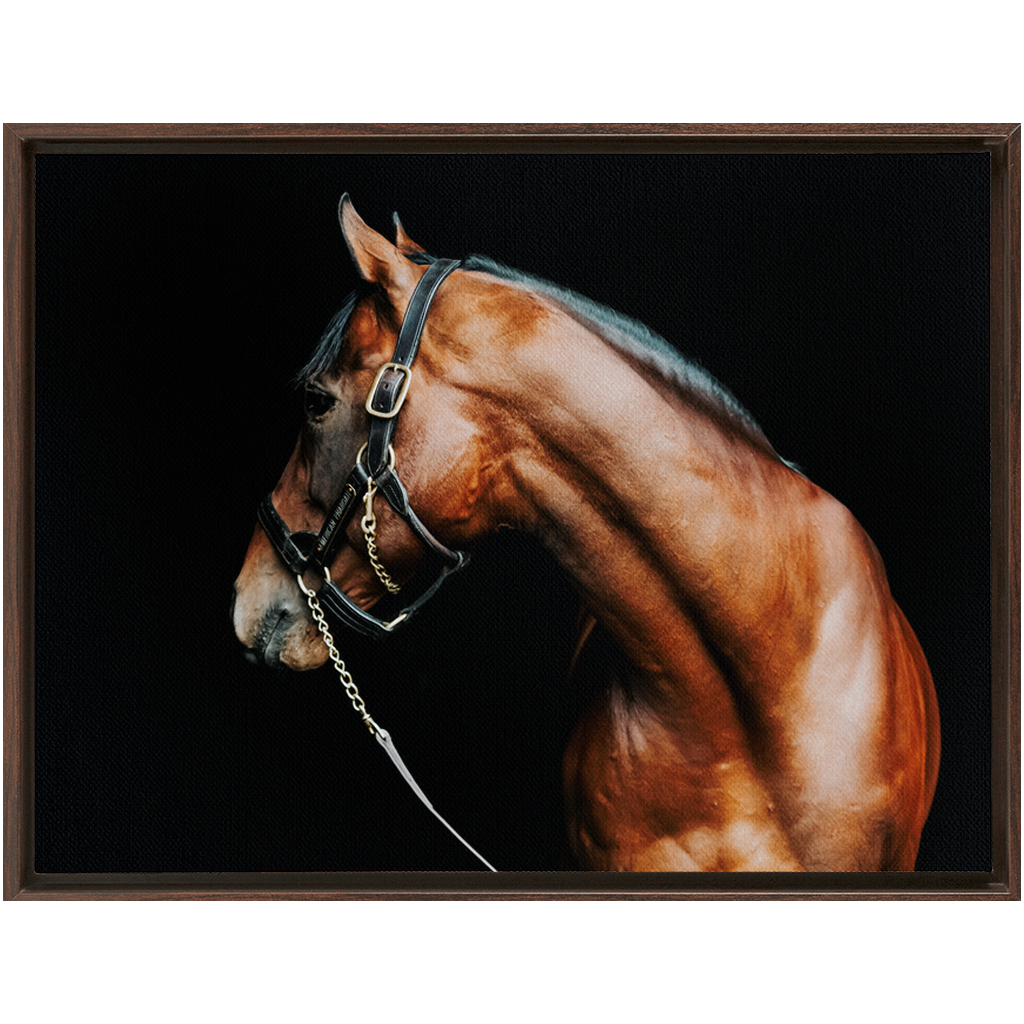 American Pharoah Series 5, Framed Canvas