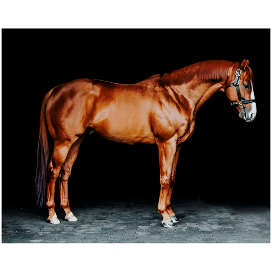 Justify Series 6, Print