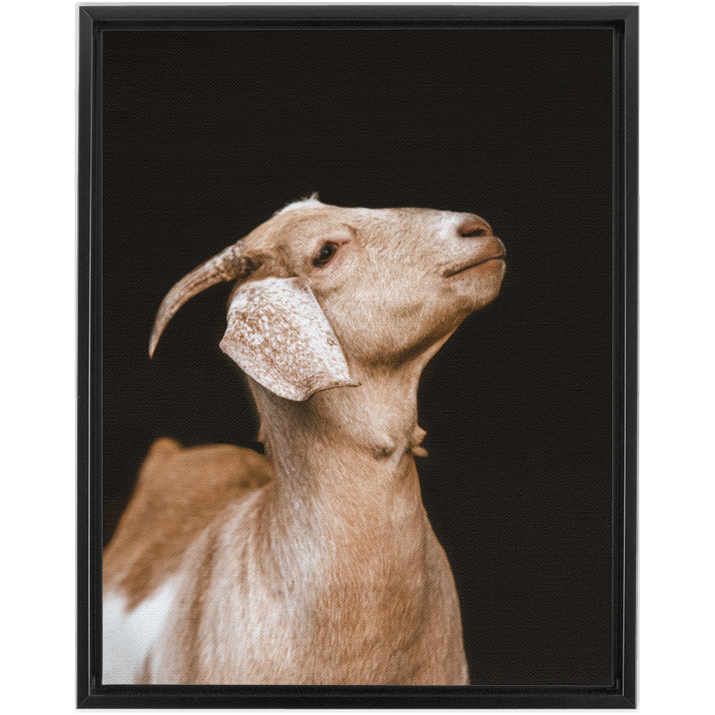 Happy Goat Series 2, Framed Canvas