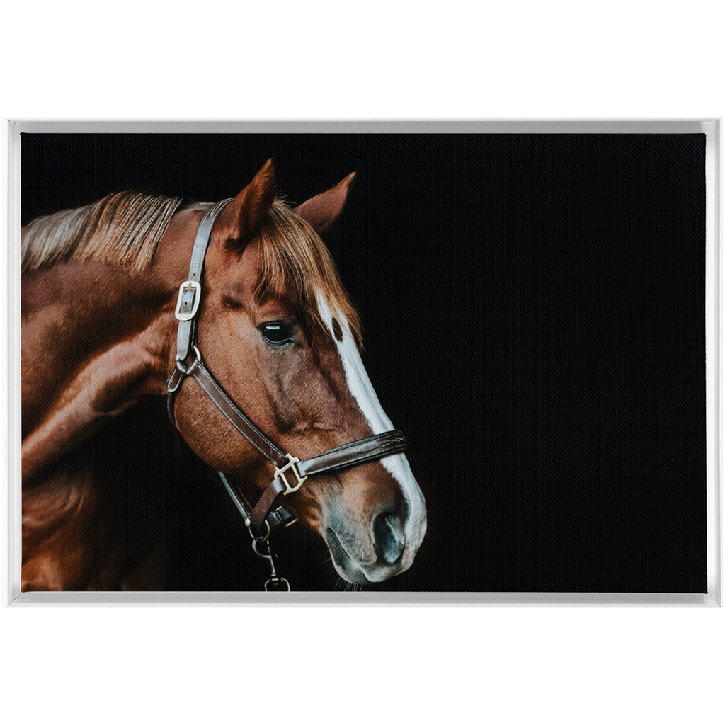 Django Series 5, Framed Canvas