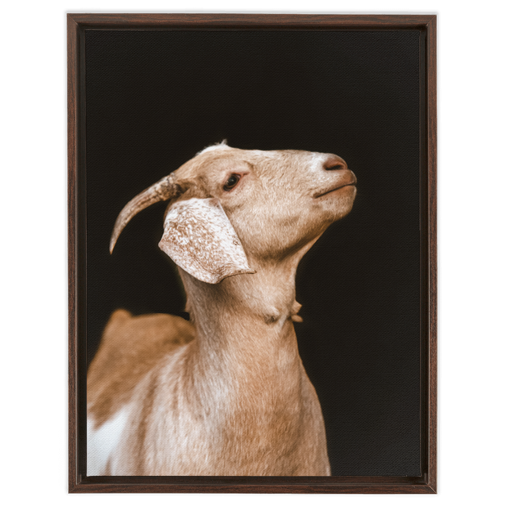 Happy Goat Series 2, Framed Canvas