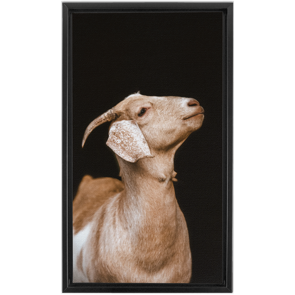 Happy Goat Series 2, Framed Canvas