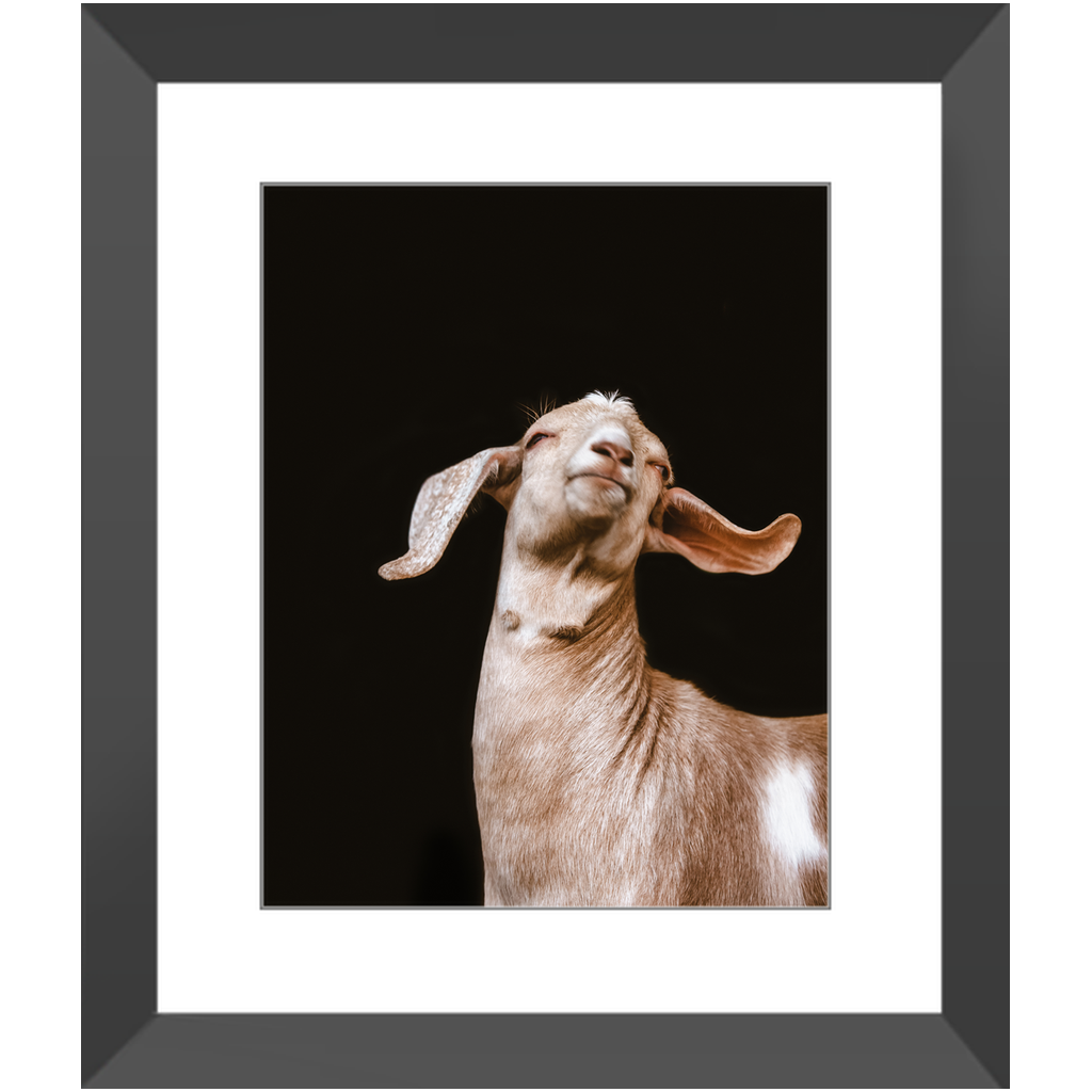 Happy Goat Series 1, Framed Print