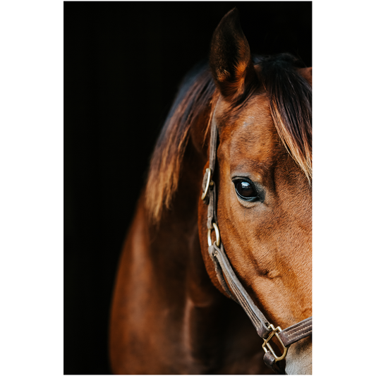 Majestic Series 3, Print