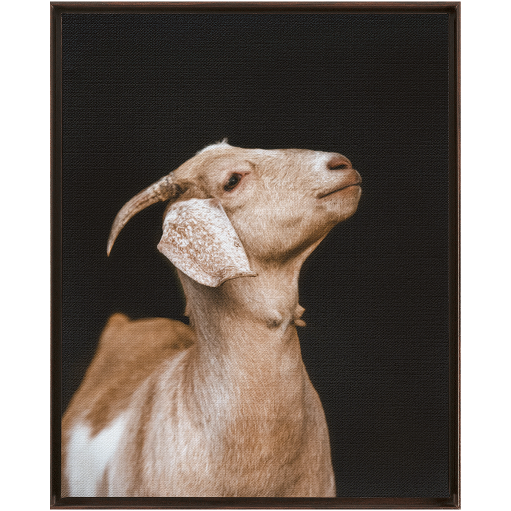 Happy Goat Series 2, Framed Canvas