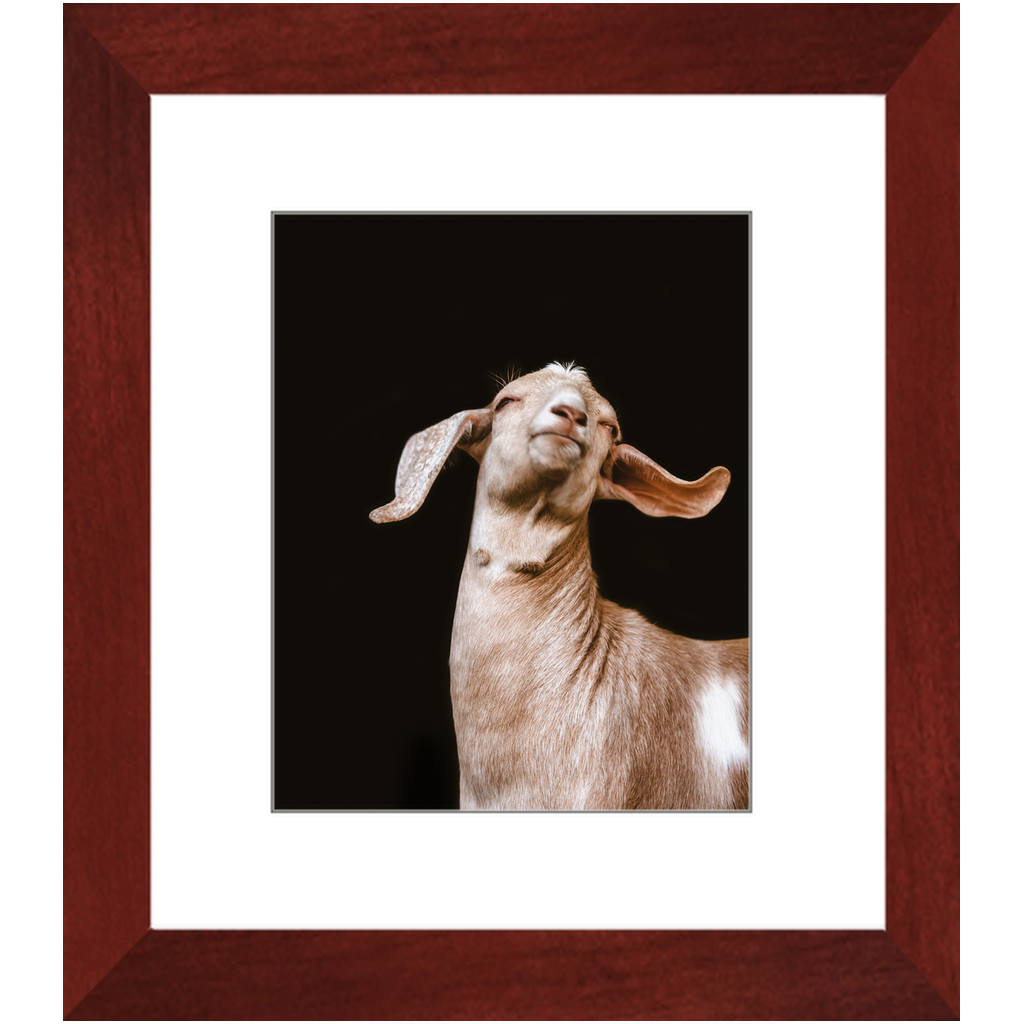 Happy Goat Series 1, Framed Print