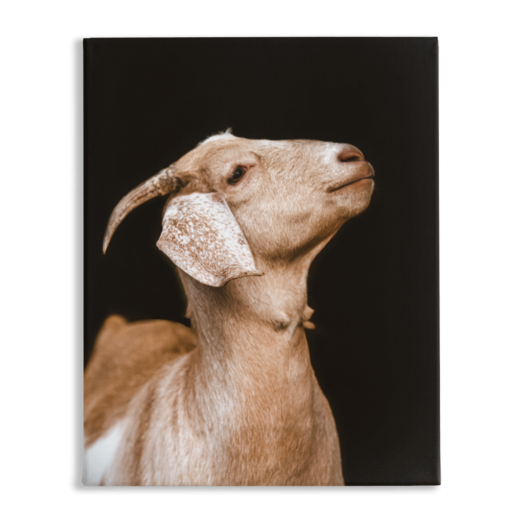 Happy Goat Series 2, Stretched Canvas
