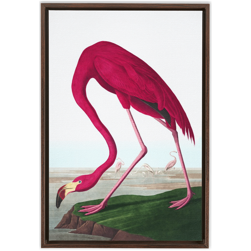 Modern Audobon Flamingo, Framed Canvas