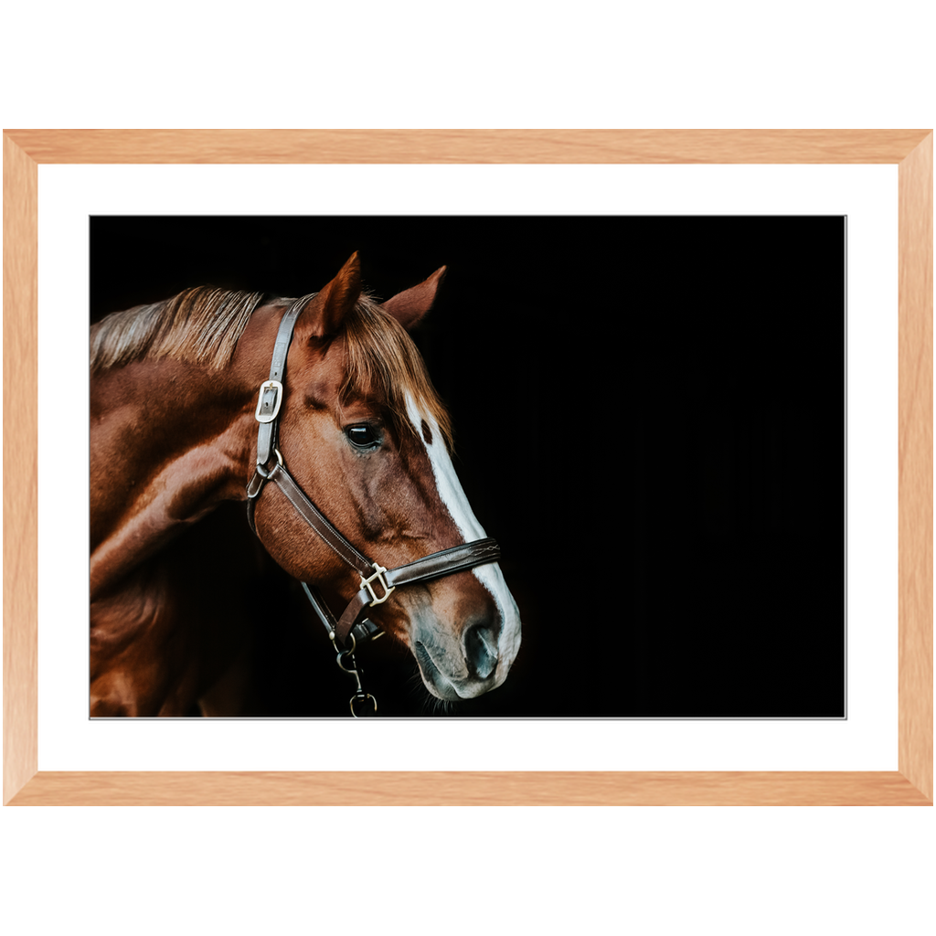 Django Series 5, Framed Print