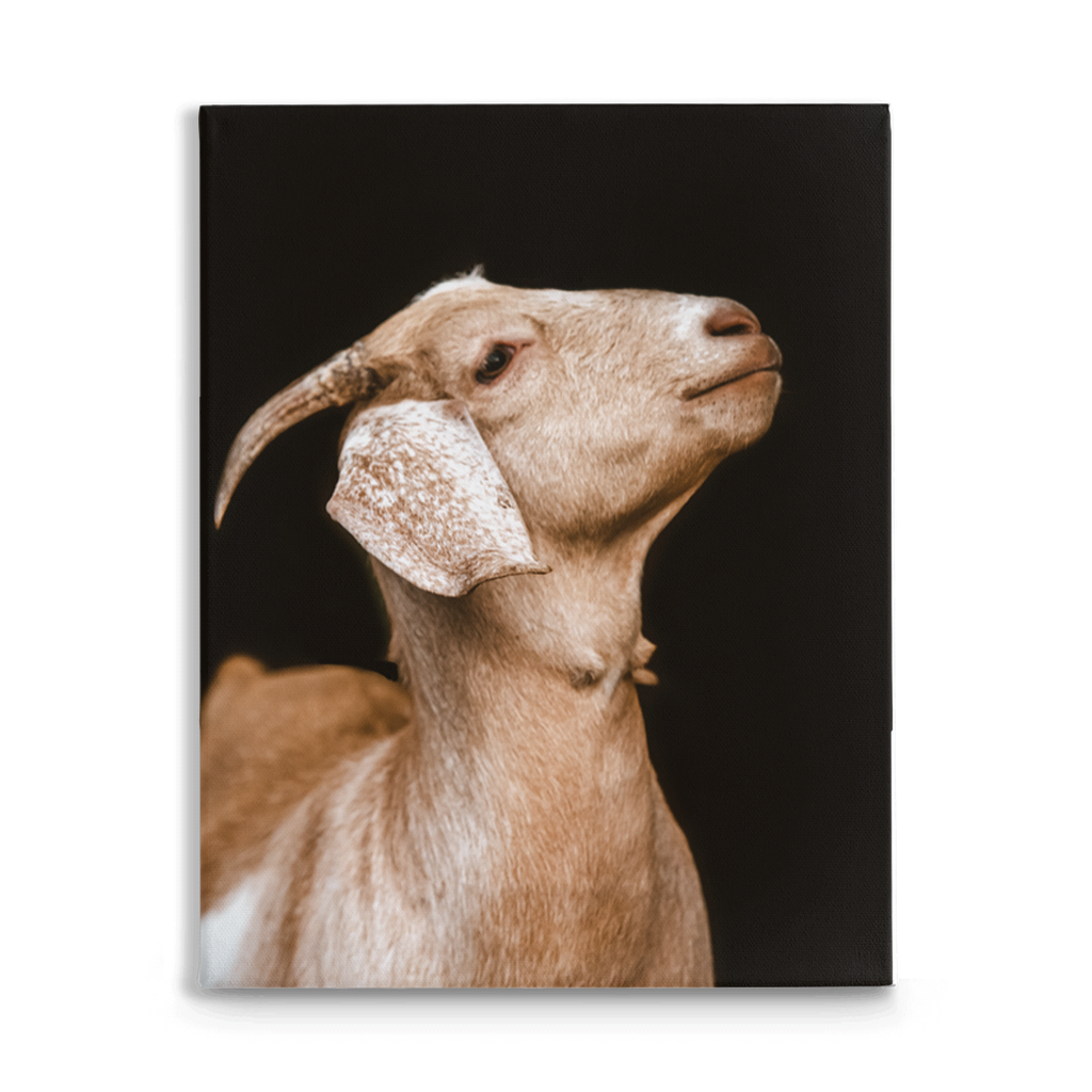 Happy Goat Series 2, Stretched Canvas
