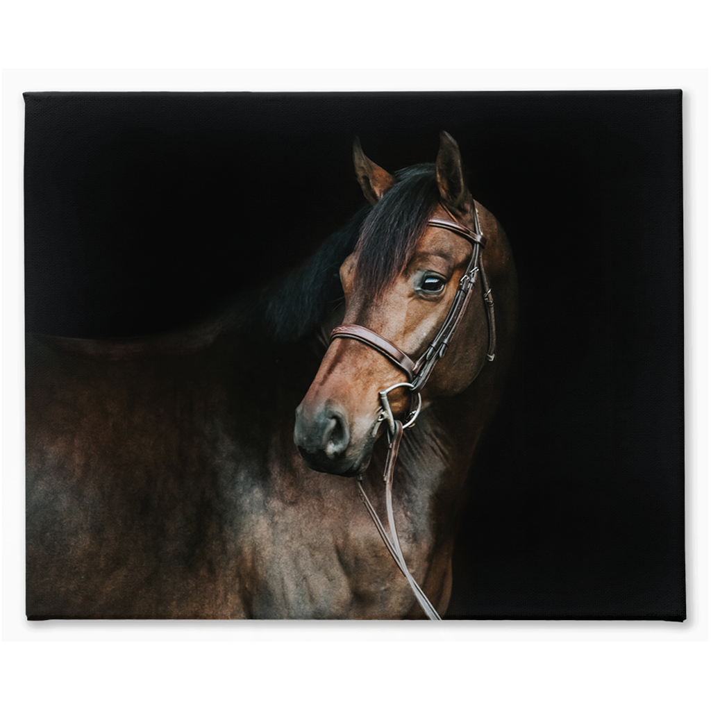 Jovial Series 2, Stretched Canvas